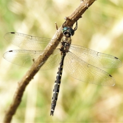 Hemicordulia australiae (Australian Emerald) at Casey, ACT - 21 Feb 2022 by JohnBundock