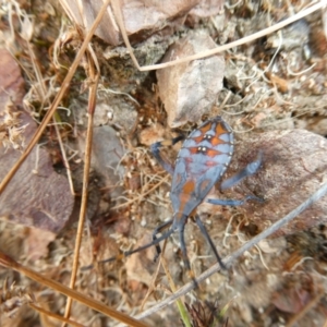 Amorbus sp. (genus) at Bruce, ACT - 21 Feb 2022