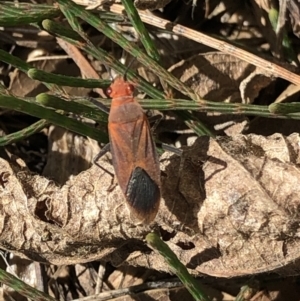 Leptocoris mitellatus at Monash, ACT - 5 Oct 2020