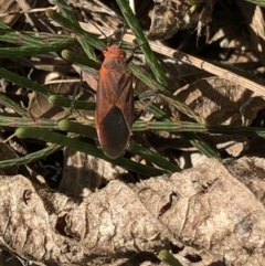 Leptocoris mitellatus at Monash, ACT - 5 Oct 2020