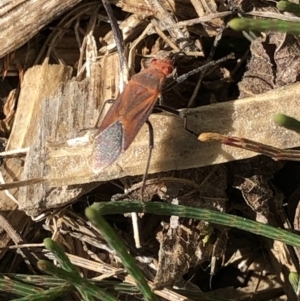 Leptocoris mitellatus at Monash, ACT - 5 Oct 2020