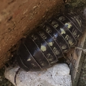 Armadillidium vulgare at Monash, ACT - 12 Sep 2020 03:50 PM