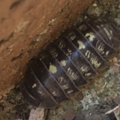 Armadillidium vulgare at Monash, ACT - 12 Sep 2020 03:50 PM