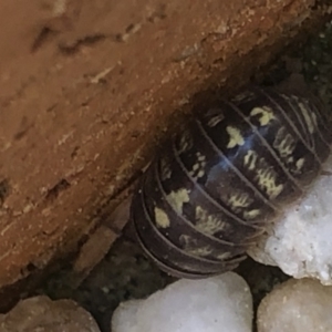 Armadillidium vulgare at Monash, ACT - 12 Sep 2020 03:50 PM