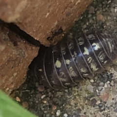 Armadillidium vulgare at Monash, ACT - 12 Sep 2020 03:50 PM