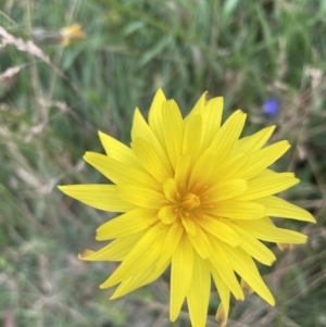 Microseris lanceolata at Cotter River, ACT - 20 Feb 2022