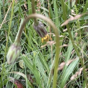 Microseris lanceolata at Cotter River, ACT - 20 Feb 2022