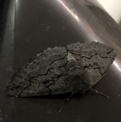 Melanodes anthracitaria (Black Geometrid) at Lyons, ACT - 7 Sep 2020 by jackQ