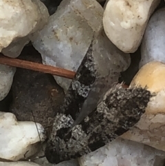 Lepidoscia adelopis, annosella and similar species (A Case moth) at Monash, ACT - 24 May 2020 by jackQ