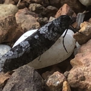 Lepidoscia adelopis, annosella and similar species at Monash, ACT - 24 May 2020