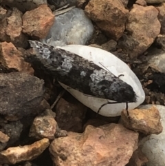 Lepidoscia adelopis, annosella and similar species at Monash, ACT - 24 May 2020