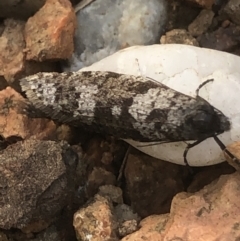 Lepidoscia adelopis, annosella and similar species at Monash, ACT - 24 May 2020