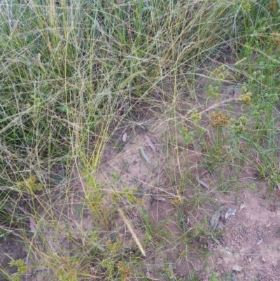 Eragrostis parviflora (Weeping Love Grass) at Kambah, ACT - 21 Feb 2022 by MichaelBedingfield