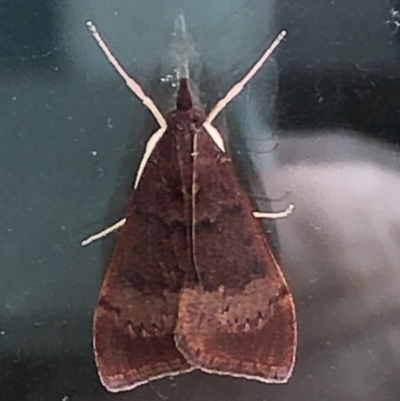 Uresiphita ornithopteralis (Tree Lucerne Moth) at Monash, ACT - 7 Apr 2020 by jackQ