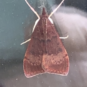 Uresiphita ornithopteralis at Monash, ACT - 7 Apr 2020