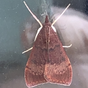 Uresiphita ornithopteralis at Monash, ACT - 7 Apr 2020