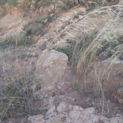 Austrostipa bigeniculata (Kneed Speargrass) at Urambi Hills - 21 Feb 2022 by michaelb