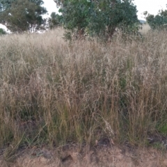 Austrostipa bigeniculata at Kambah, ACT - 21 Feb 2022