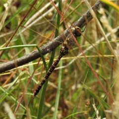 Adversaeschna brevistyla (Blue-spotted Hawker) at Casey, ACT - 21 Feb 2022 by JohnBundock