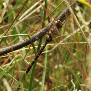 Adversaeschna brevistyla at Casey, ACT - 21 Feb 2022