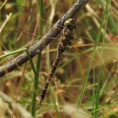 Adversaeschna brevistyla at Casey, ACT - 21 Feb 2022