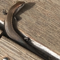 Lampropholis delicata (Delicate Skink) at Monash, ACT - 12 Mar 2020 by jackQ