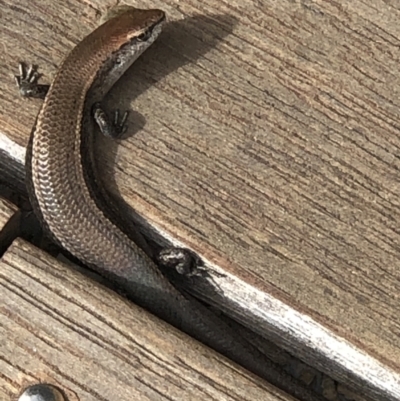 Lampropholis delicata (Delicate Skink) at Monash, ACT - 11 Mar 2020 by jackQ