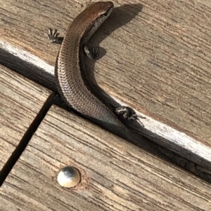 Lampropholis delicata at Monash, ACT - 12 Mar 2020 10:35 AM