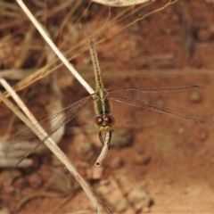 Diplacodes bipunctata (Wandering Percher) at Casey, ACT - 21 Feb 2022 by JohnBundock