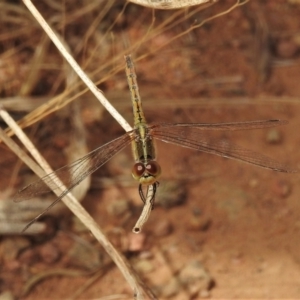 Diplacodes bipunctata at Casey, ACT - 21 Feb 2022 12:36 PM