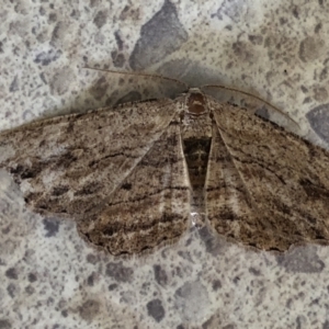 Ectropis (genus) at Monash, ACT - 16 Feb 2020