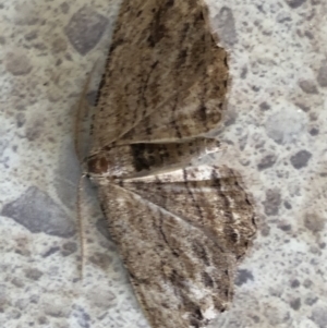 Ectropis (genus) at Monash, ACT - 16 Feb 2020
