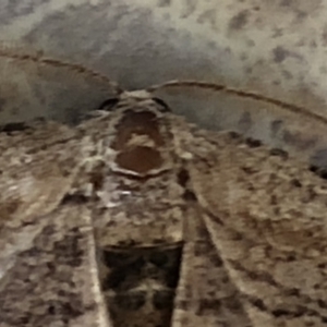 Ectropis (genus) at Monash, ACT - 16 Feb 2020