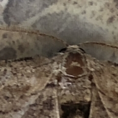 Ectropis (genus) at Monash, ACT - 16 Feb 2020