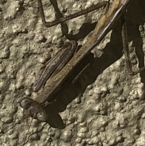 Mantidae (family) adult or nymph at Monash, ACT - 19 Apr 2020 01:20 PM