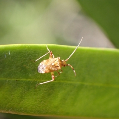 Sidnia kinbergi (Australian crop mirid) at Murrumbateman, NSW - 20 Feb 2022 by SimoneC