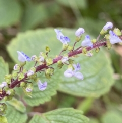 Plectranthus parviflorus (Cockspur Flower) at Vaucluse, NSW - 18 Feb 2022 by JoelCallaghan