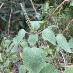 Coleus australis at Vaucluse, NSW - 19 Feb 2022 10:33 AM