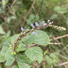 Coleus australis at Vaucluse, NSW - 19 Feb 2022 10:33 AM