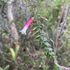 Epacris longiflora (Fuchsia Heath) at Sydney Harbour National Park - 19 Feb 2022 by JoelCallaghan