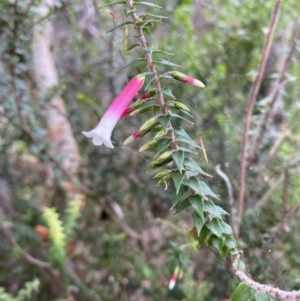 Epacris longiflora at Vaucluse, NSW - 19 Feb 2022