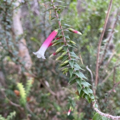 Epacris longiflora (Fuchsia Heath) at Sydney Harbour National Park - 19 Feb 2022 by JoelCallaghan