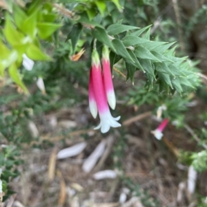 Epacris longiflora at Vaucluse, NSW - 19 Feb 2022 10:47 AM