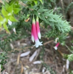 Epacris longiflora at Vaucluse, NSW - 19 Feb 2022