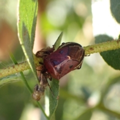 Cermatulus nasalis (Predatory shield bug, Glossy shield bug) at Murrumbateman, NSW - 18 Feb 2022 by SimoneC