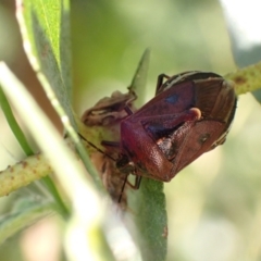 Cermatulus nasalis at Murrumbateman, NSW - 18 Feb 2022 06:48 PM