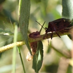 Cermatulus nasalis at Murrumbateman, NSW - 18 Feb 2022