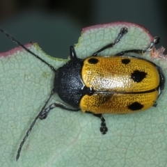 Cadmus (Cadmus) litigiosus (Leaf beetle) at Thredbo, NSW - 21 Feb 2022 by jb2602