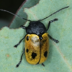 Cadmus (Cadmus) litigiosus at Thredbo, NSW - 21 Feb 2022 03:33 PM