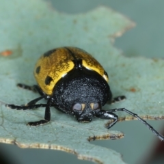 Cadmus (Cadmus) litigiosus at Thredbo, NSW - 21 Feb 2022 03:33 PM